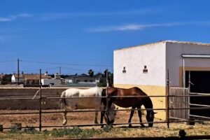 Agrupacion Conile&ntilde;a Del Caballo El Estribo