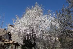 Asociaci&oacute;n la Fayona