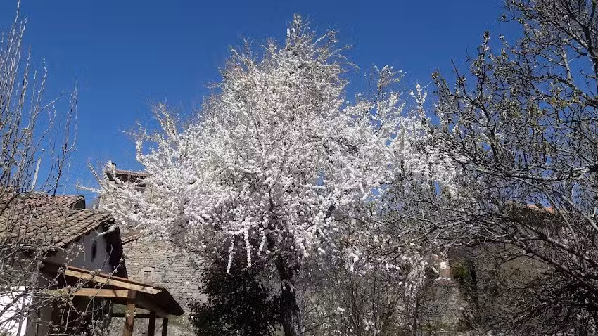 Asociaci&oacute;n la Fayona
