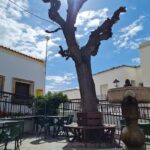 Bar de la Tercera Edad