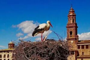 Bar Hogar del jubilado