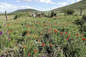 Bar Piscinas de Tornos