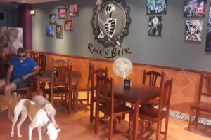 Bar Rock &lsquo;n&rsquo; Beer