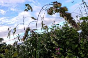 Bar Rte. VISTA LA ESPINA