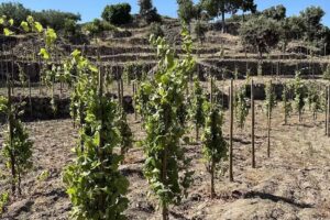 Bodegas Pascual Fern&aacute;ndez. Frontera Natural