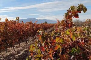 BODEGAS VIÑA MAGAÑA S.L.