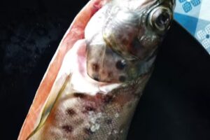 Cervecer&iacute;a Cuarenta Y Cuatro