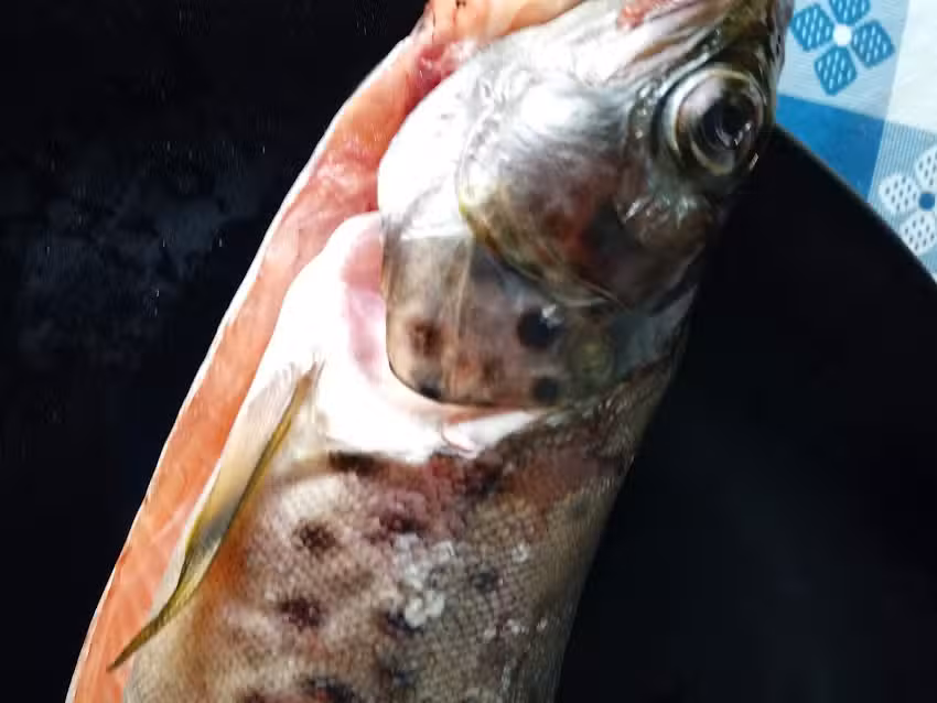 Cervecer&iacute;a Cuarenta Y Cuatro