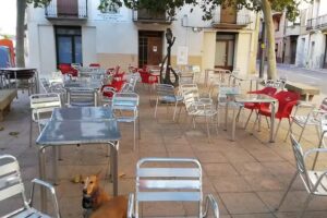 Els 7 gato’s Bar de Desi