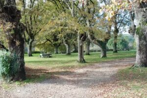 Festa degustacion pimento de Mougan