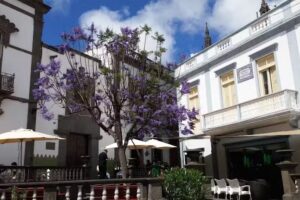 Heineken 5mentarios Arucas