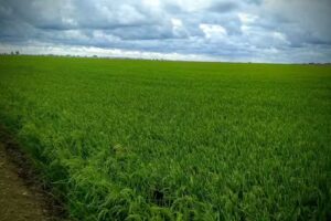 Pe&ntilde;a Cultural Sevillista