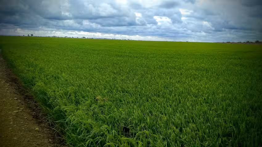 Pe&ntilde;a Cultural Sevillista