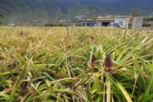 Punto de Refresco (campos de piñas)