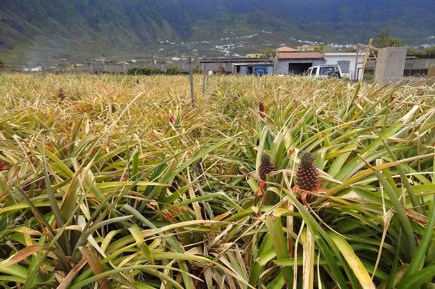 Punto de Refresco (campos de pi&ntilde;as)