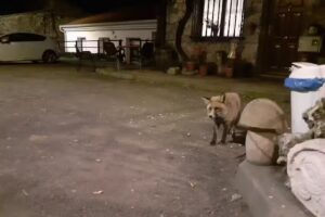 Restaurante comer yuli