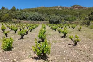 Setvins -de muntanya-