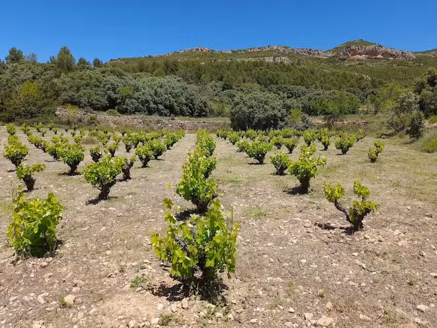 Setvins -de muntanya-